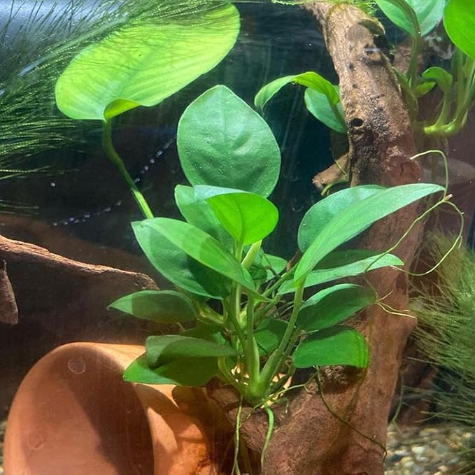 4X Anubias Nana Petite Potted Aquarium Live Plant for Fish Tank Decoration