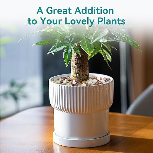 2.5lbs Pebbles for Indoor Plants, 3/8 Inch Small Rocks for Potted Plants, Succulents, Vase Fillers, Cactus Planters, Bird Bath, Fountain, Outdoor Garden Landscaping