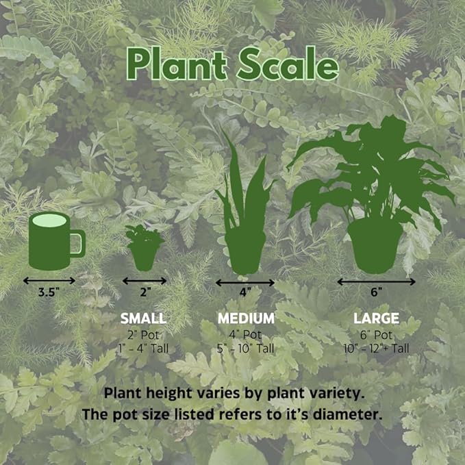 BubbleBlooms Aglaonema Assortment 2 inch Set of 4