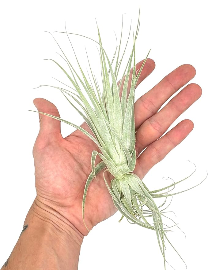Live Air Plant - Tillandsia Gardneri 5-7” - 5ct - ragnaroc Rare Collectors Indoor Tropical Plant - Live Arrival Guaranteed - House Plants for Home Decor & Gift