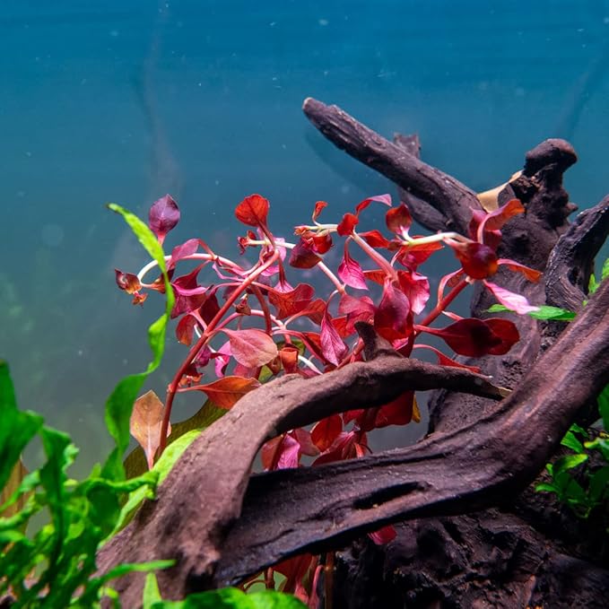 Live Aquarium Red Stem Plants - Freshwater Aquatic Plant for Fish Tanks, Aquascaping - (Ludwigia Natans Super, 1 Bunch)
