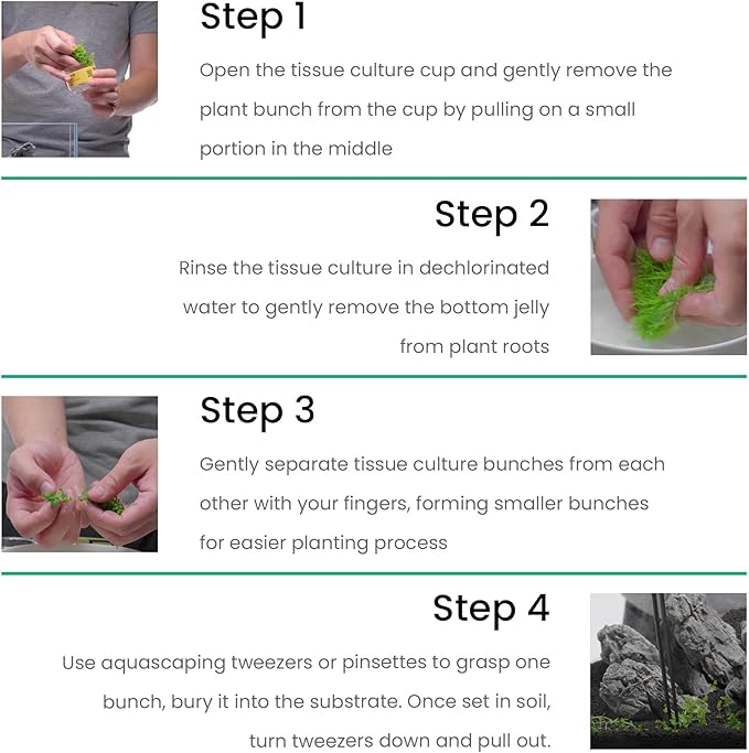 Ultum Nature Systems Cryptocoryne Axelrodi Tissue Culture Live Plant for Aquarium, Aquascaping, Freshwater Fish Tanks - 100% Snail Free in Vitro