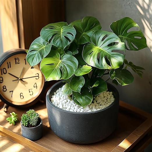 1/5 Inch White Succulent Cactus Gravel, 10 lbs – Ideal for Succulent Plant Pots, Vase Fillers, Glass Containers, Aquariums, Patios, and Outdoor Gardening River Stones (White, 10 Pounds)