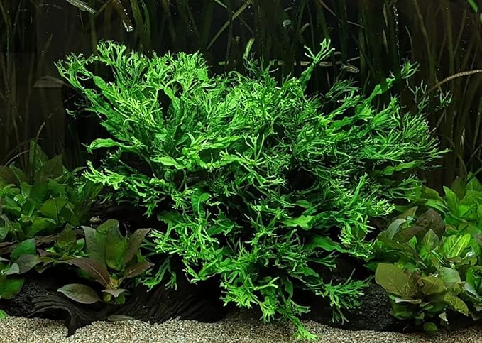Java Fern Live Aquarium Plants - Potted Freshwater Plant for Fish Tanks - Beginner Friendly, Low Light (Windelov, 3 Pots)