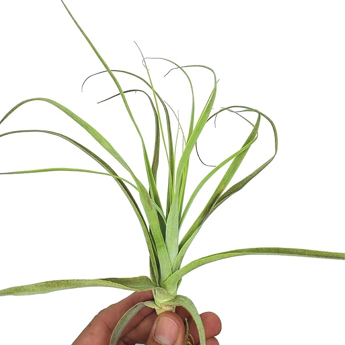 Air Plants - Tillandsia Straminea Jumbo 6-9" - 1ct - Live Arrival Guaranteed - House Plants for Home Decor & Gift