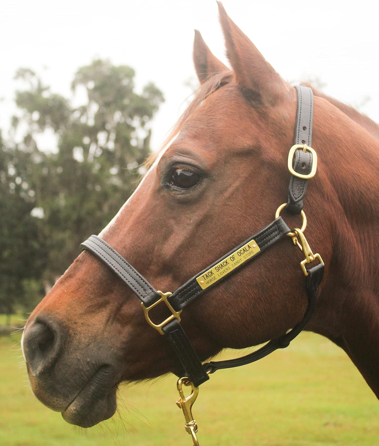 Leather Halter for Horses with Customized Engraved Name Plate Option Halter for Horse | Brown/Brass, Padded Halter (Blue or Green) Black/Brass, Black/Chrome Options