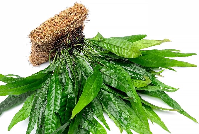 Live Aquarium Plants on Driftwood, Lava Rock, Moss, Fiber Mat - Freshwater Fish Tanks - Easy, Beginner Friendly (Java Fern, Fiber Mat (Large))