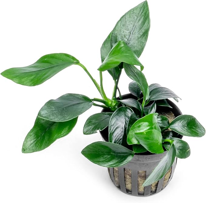 Anubias Live Aquarium Plants - Potted Freshwater Plant for Fish Tanks, Terrariums - Beginner Friendly Low Light (Spear Leaf, 3 Pots)