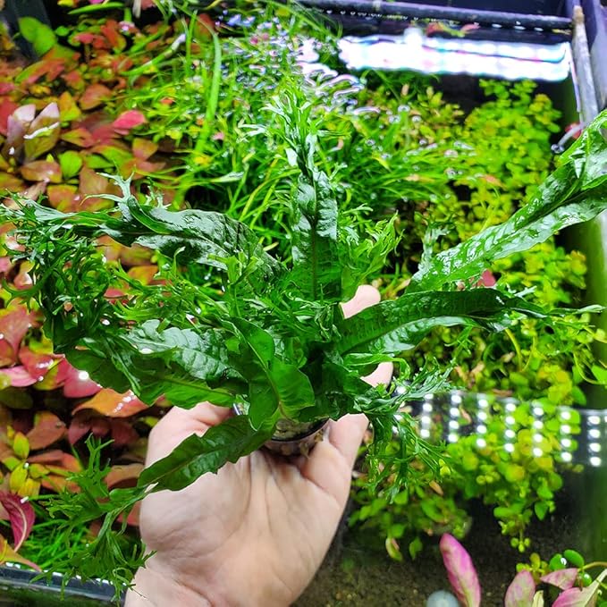 Java Fern Live Aquarium Plants - Potted Freshwater Plant for Fish Tanks - Beginner Friendly, Low Light (Windelov, 5 Pots)