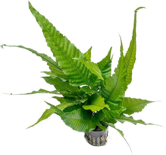 Live Plants - El Niño Fern (Bolbitis heteroclita) - Midground to Background Epiphytic Rhizome for Low to Medium Light Aquascapes - Dark Green, Slow-Growing Accent - Pot