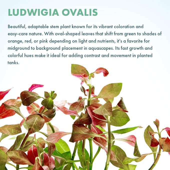 Live Plants – Ludwigia Ovalis – Moderate to High Light, Green to Orange, Midground Accent – Lead Bunch, 4 Pack