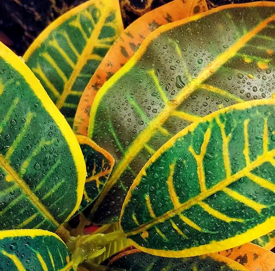 Reptile Plants Terrarium Artificial Leaves Reptile Tank Decorations for Bearded Dragon Lizard Snake Geckos Chameleon Amphibian Habitat Terrarium Decor