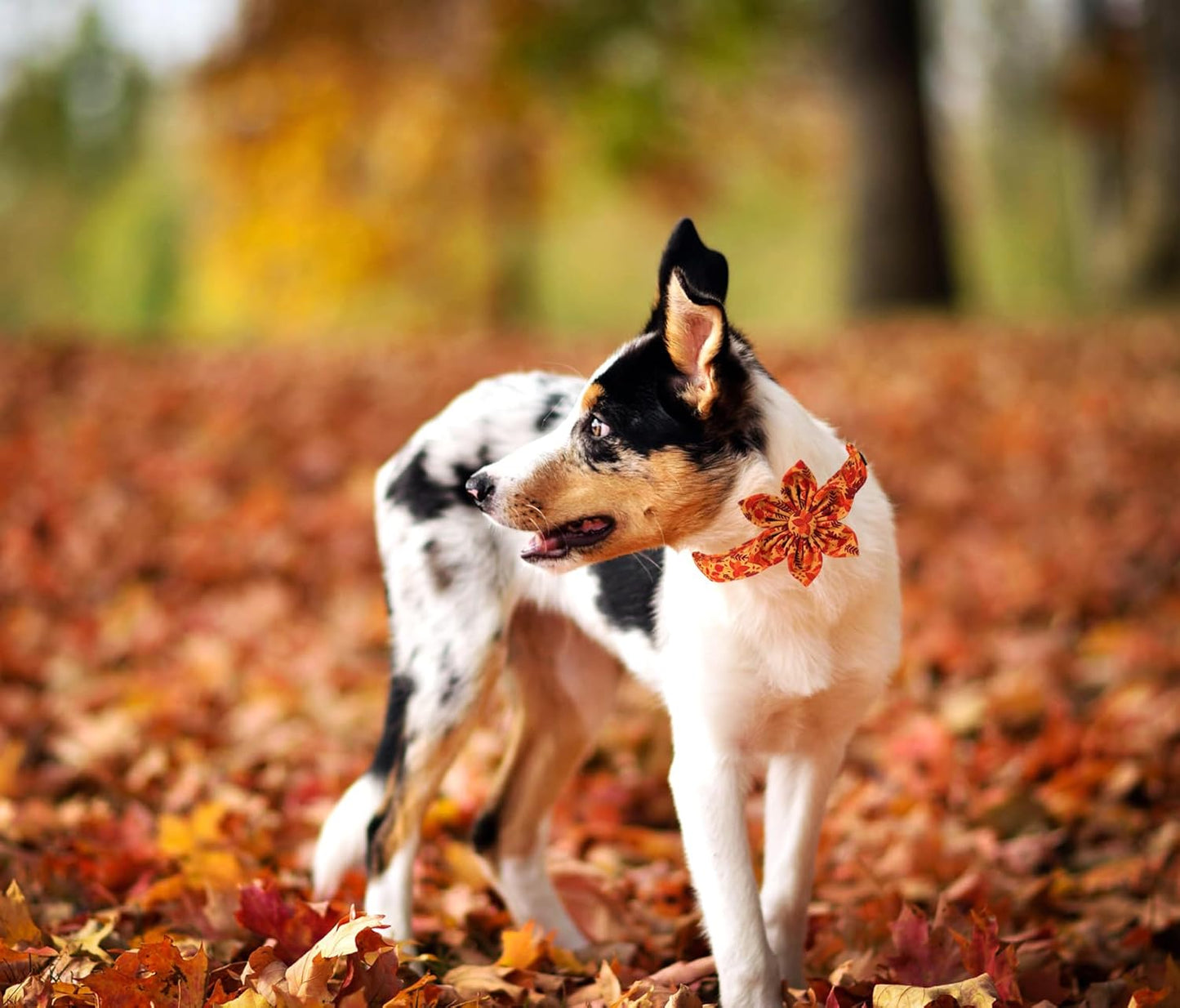 Lionet Paws Dog Collar with Flower - Cute Cotton Adjustable Flower Dog Collar with Metal Buckle for Small Dog Girl Gift, S, Neck 10-16in