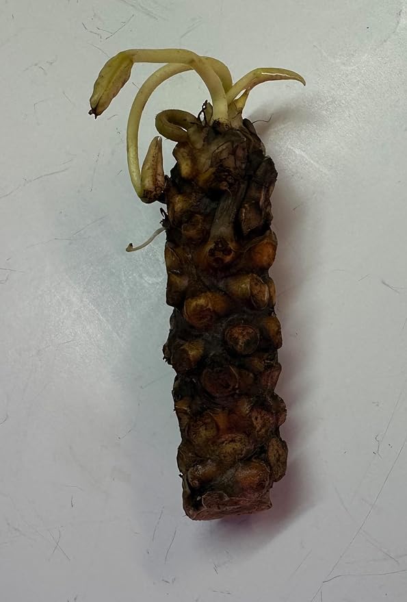 Live Hardy Water Lily Tubers Rhizomes Bulb Seed Nymphaea Aquatic Pond Plants Water Gardens Pre-Grown Flower in White Pink Red Yellow Orange Blue Purple (1, Pink Hardy Pond Lily)