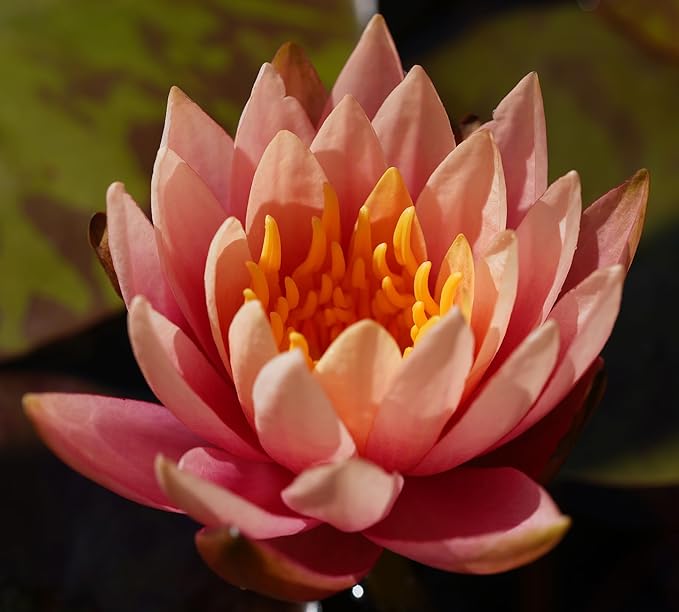 Live Hardy Water Lily Tubers Rhizomes Bulb Seed Nymphaea Aquatic Pond Plants Water Gardens Pre-Grown Flower in White Pink Red Yellow Orange Blue Purple (1, 3 Pk Hardy Lily Mix)