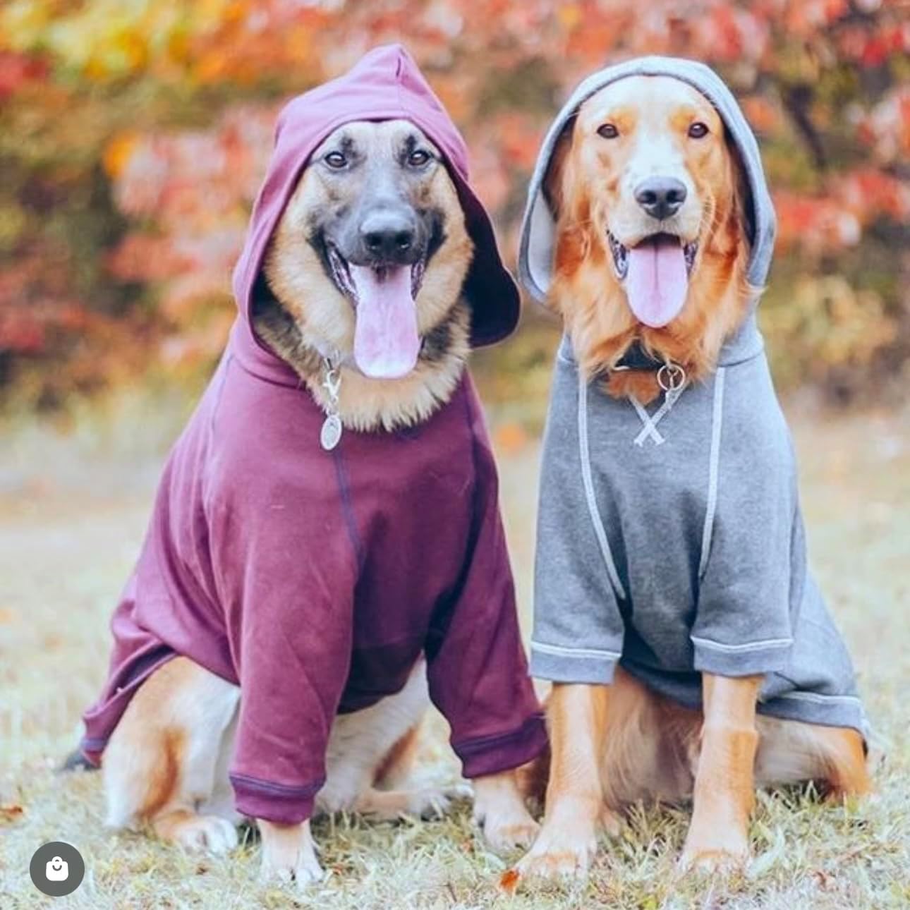 Blueberry Pet Essentials Soft & Comfy Better Basic Cotton Blend Dog Hoodie Sweatshirt in Charcoal Grey, Back Length 18", Pack of 1 Jacket for Dogs