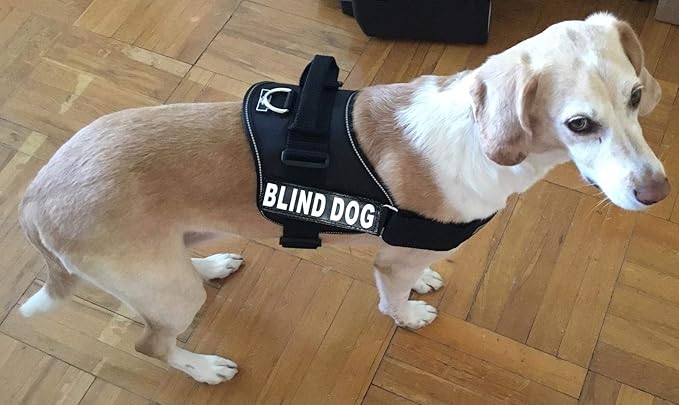 Doggie Stylz Blind Dog Vest Harness with Removable Patches and Reflective Trim. Comes with 2 Blind Dog Reflective Hook and Loop Patches. Measure Dogs Girth Before Purchase (Girth 30”- 42" Black)