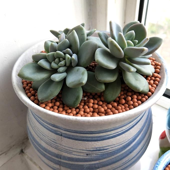 Clay Pebbles Gardening Ceramsite Orchid Hydroponic Grow Media Clay Rocks Drainage Water Purification Ceramsite Decor Cultivation Soil Stone Horticultural Grade for Soil Hydroponics Aquaponics 2.2lb