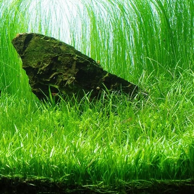 Aquarium Plants Discounts Potted Tall Hairgrass by AquaLeaf Aquatics - Easy Aquatic Live Plant- (Potted Tall Hairgrass, 5 Pack)
