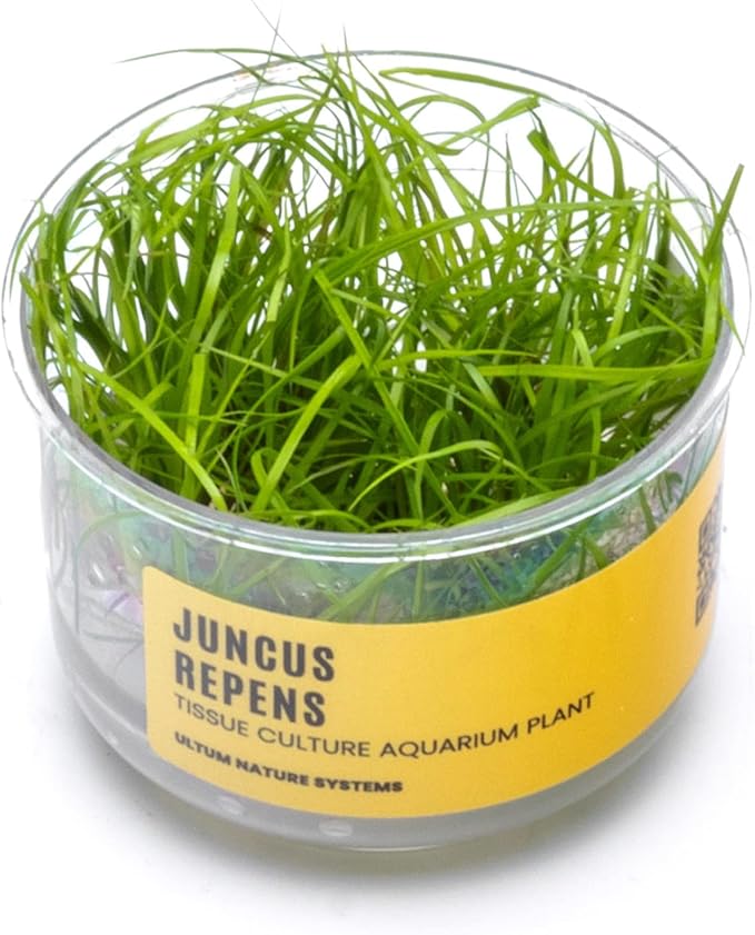 Ultum Nature Systems Juncus Repens Tissue Culture Live Plant for Aquarium, Aquascape, Freshwater Fish Tanks - 100% Snail Free in Vitro