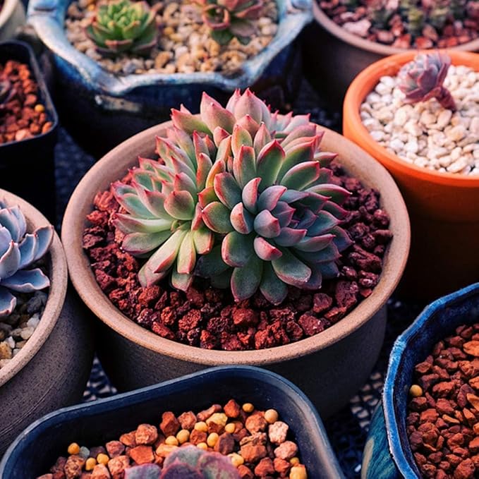 TOYPOPOR 6lb Red Lava Rocks Soil for Plants, Bonsai Cacti Succulents Horticultural Stones, Natural Decorative Volcanic Drainage Gravel for Vase Fillers, Terrarium, Top Dressing, Landscaping, Gardening