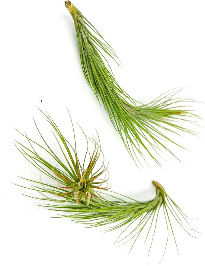 Air Plants - Tillandsia Funckiana Hybrid, Large 5-7" - 2ct - Live Arrival Guaranteed - House Plants for Home Decor & Gift