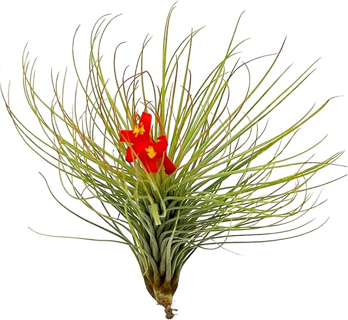 Air Plants - Tillandsia Andreana, Large 4-6" - 5ct - Live Arrival Gauranteed - House Plants for Home Decor & Gift