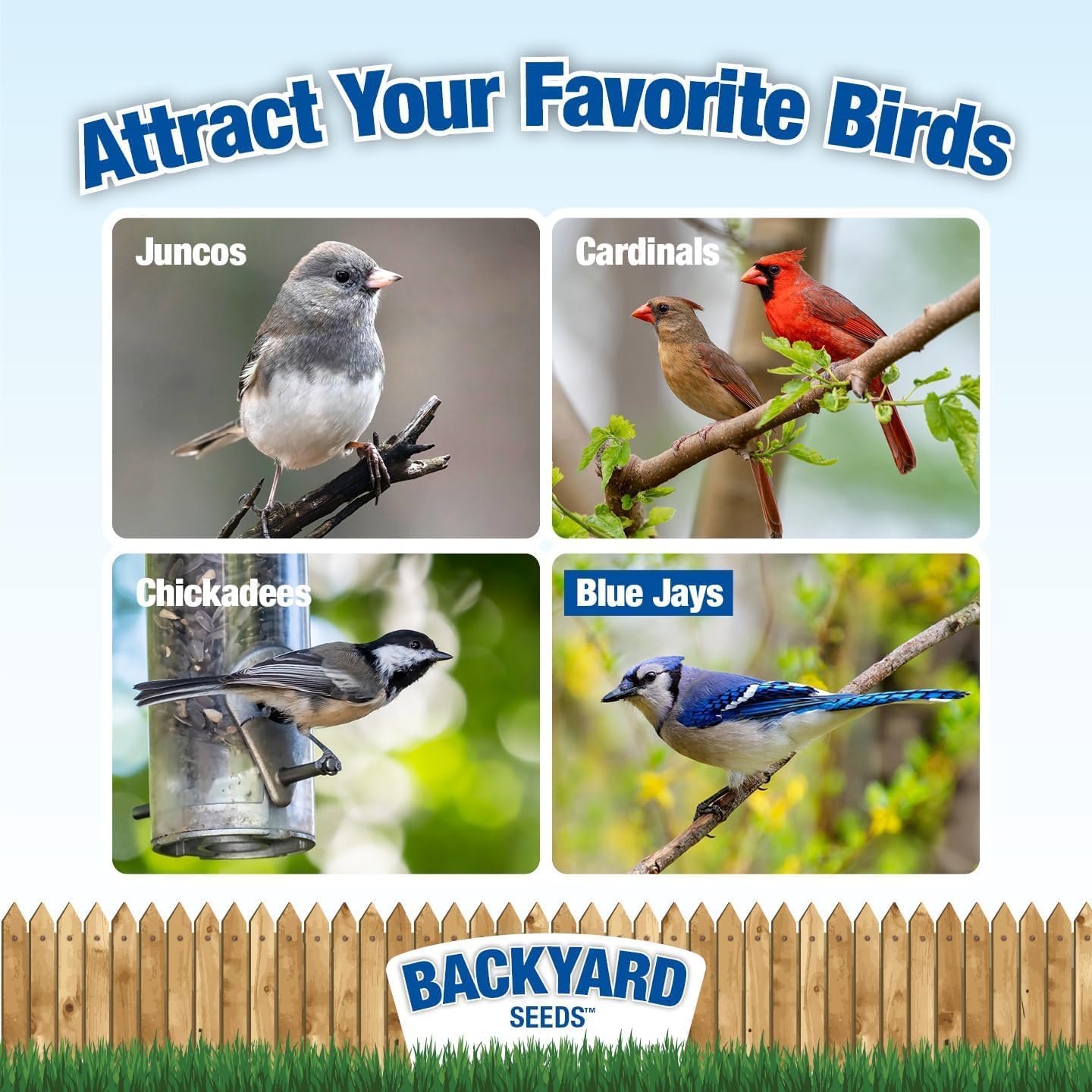 CountryMax Backyard Seeds 1984 Heritage Mix – Premium Bird Seed Blend with Black Oil Sunflower, White Millet & Cracked Corn – Wild Bird Food for Cardinals, Finches, Chickadees & More (40 Pounds)