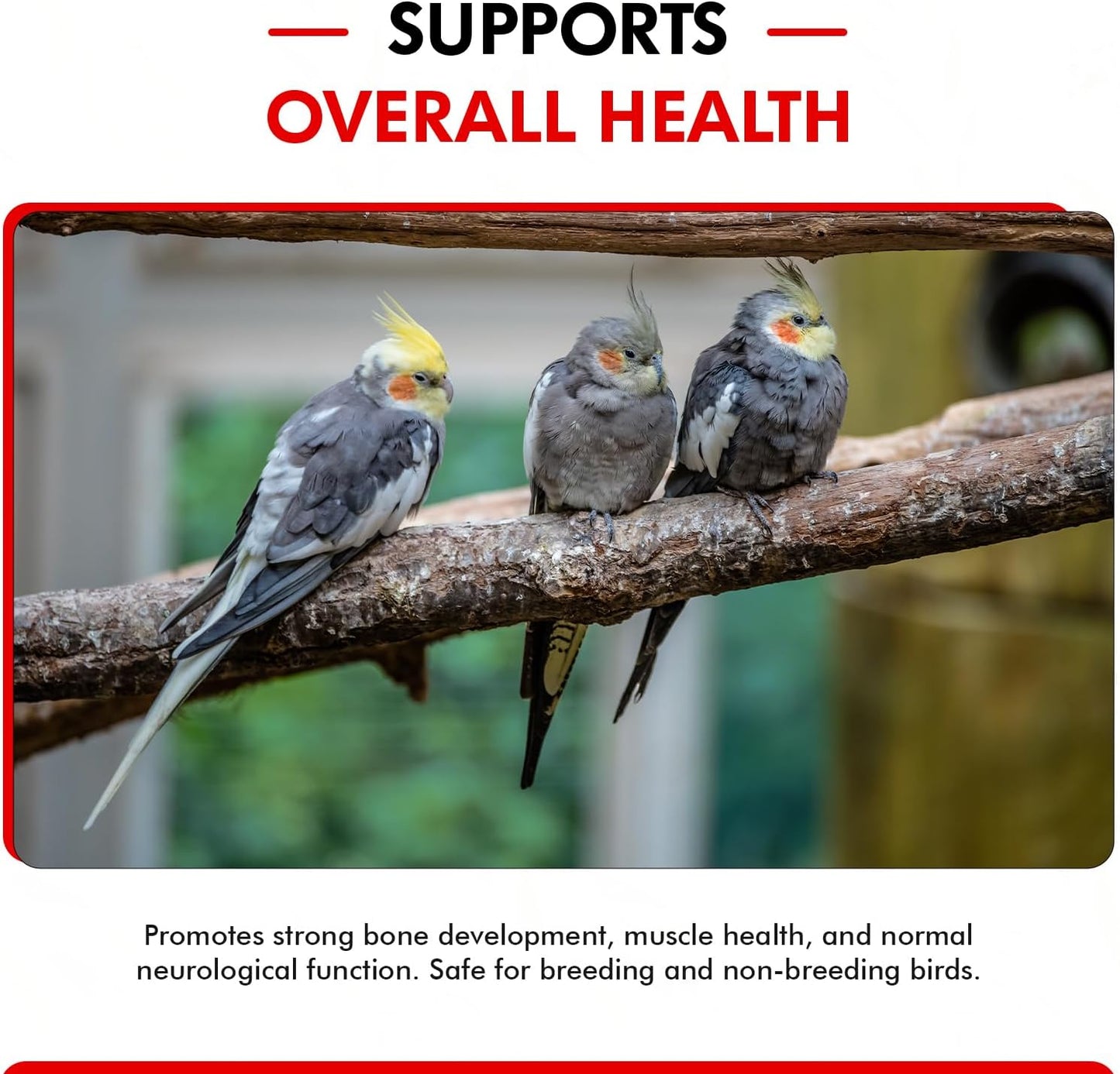 Morning Bird Calcium Plus Liquid Supplement for Birds - Liquid Calcium Formula with Magnesium and Vitamin D3 Calcium Supplement for All Birds – 32 Fl Oz