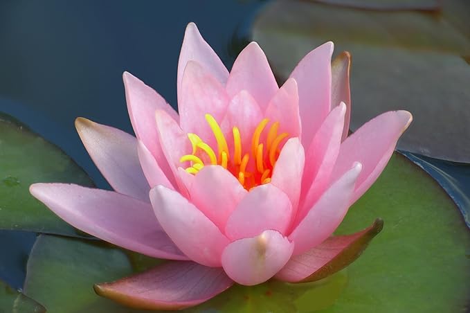 Live Hardy Water Lily Tubers Rhizomes Bulb Seed Nymphaea Aquatic Pond Plants Water Gardens Pre-Grown Flower in White Pink Red Yellow Orange Blue Purple (1, Pink Hardy Pond Lily)