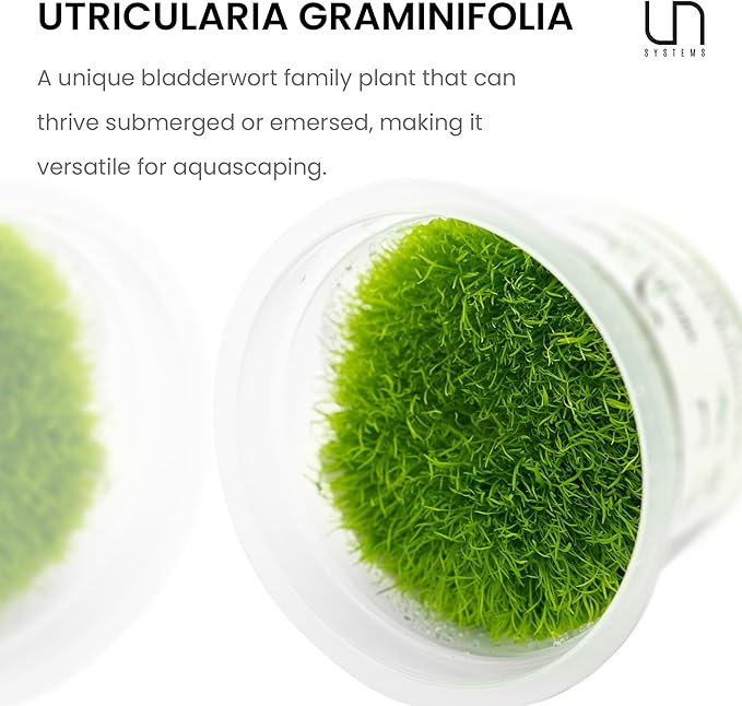 UNS Snail Free TC Utricularia Graminifolia (UG) - Medium to High Light, Bright Green Accent Aquatic Carnivorous Carpeting Plant, Foreground Placement - Tissue Culture, 1 Pack