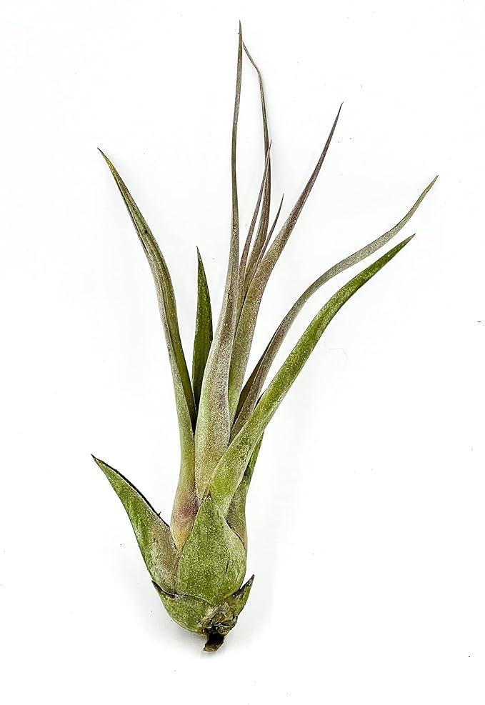 Live Air Plant – Tillandsia Capiput, Jumbo 6-9” - 5 ct - Live Arrival Guaranteed - House Plants for Home Decor & Gift