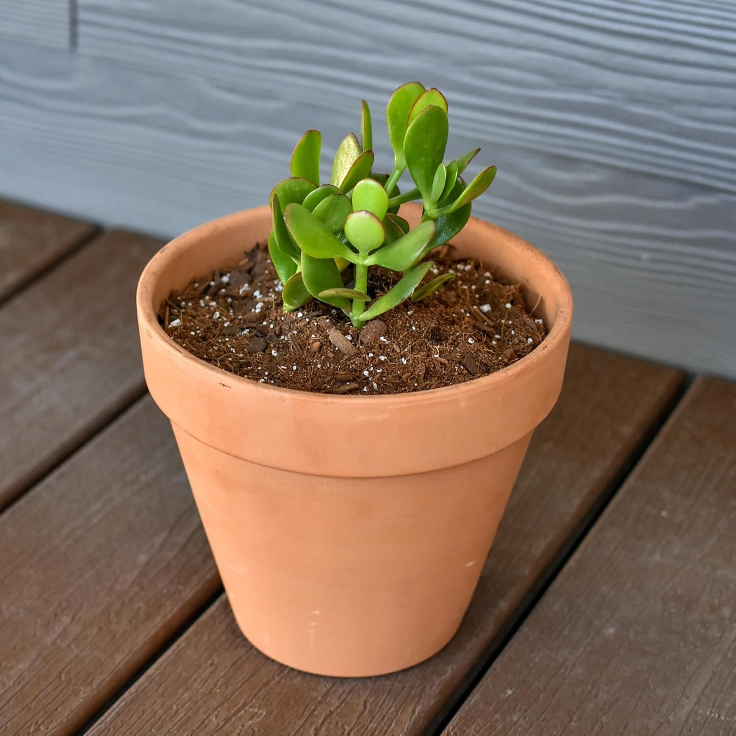 Tropical House Plant Potting Mix (2 Quarts); for All Types of Indoor House Plants