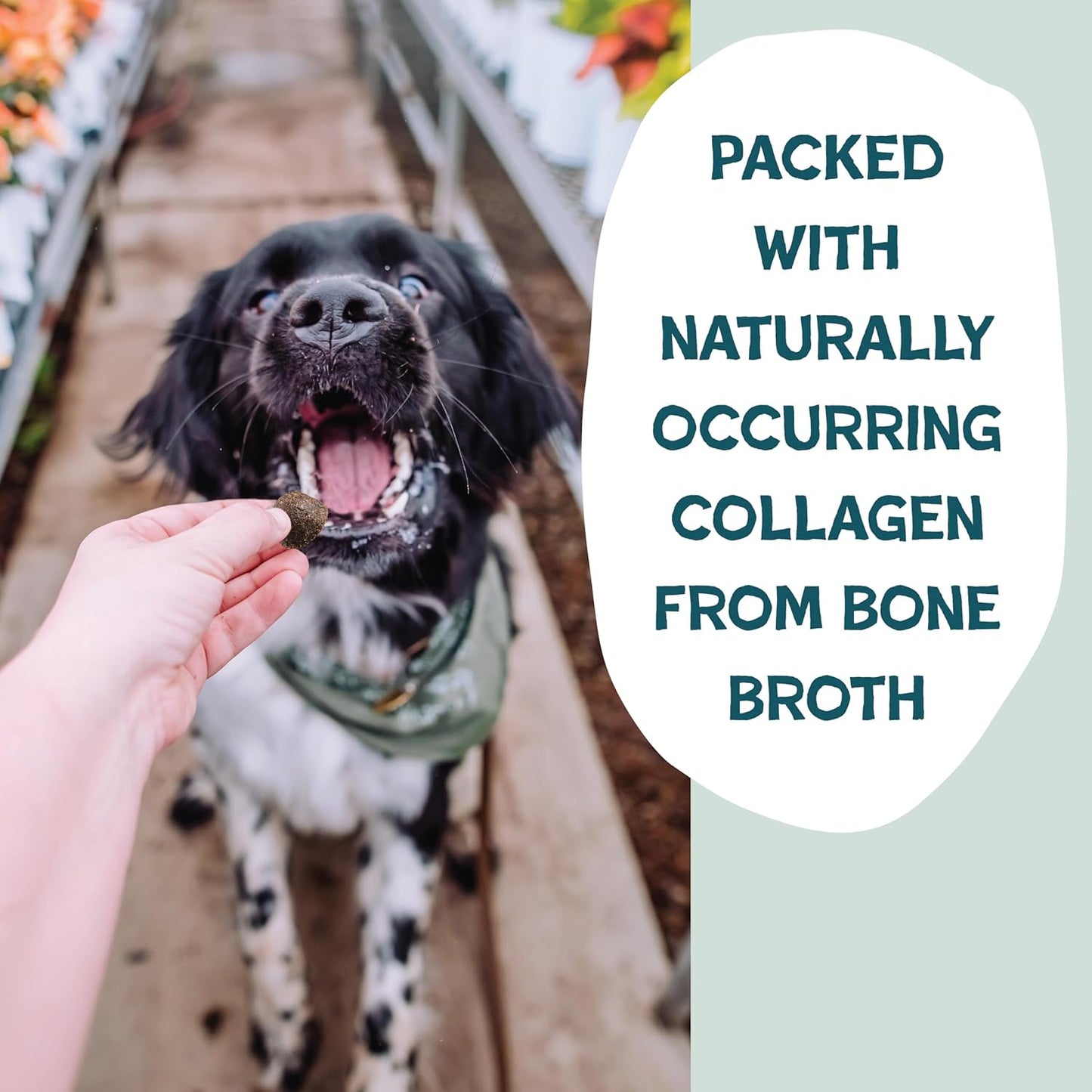 Shameless Pets Bone Broth Dog Training Treats – Soft, Natural Puppy & Dog Treats with Collagen – Healthy, Low-Calorie Training Chews for Small, Medium & Large Dogs - 8 oz (Pack of 1)