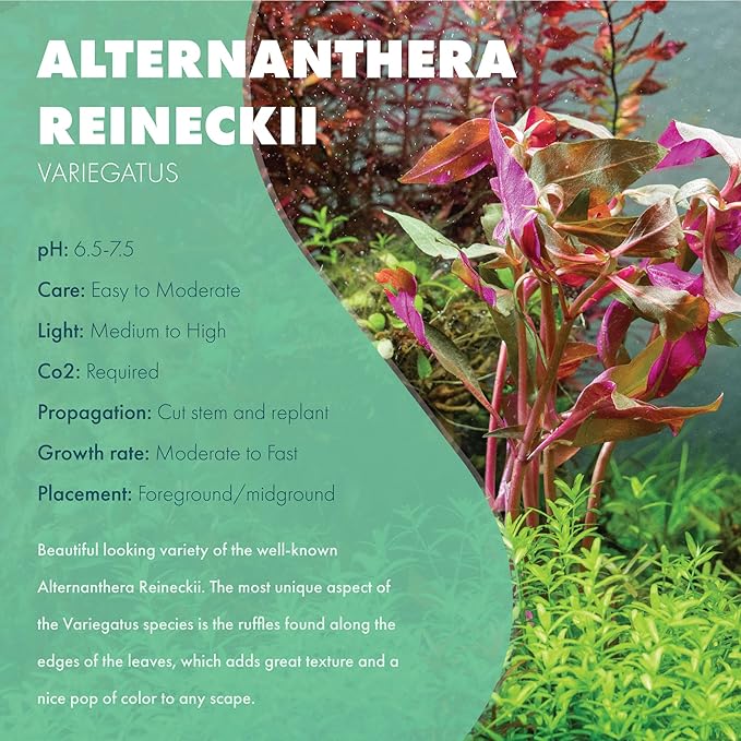 Live Aquarium Stem Plants - Freshwater Aquatic Plant for Fish Tanks, Aquascaping - (Alternanthera Reineckii Variegatus, 4 Bunches)