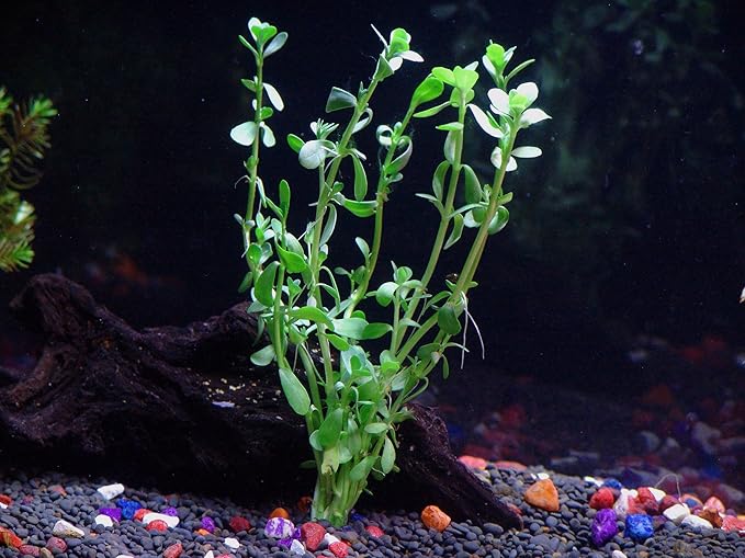 4 Species Aquarium Plants Package - Java Fern (Microsorum), Hornwort (Ceratophyllum demersum), Amazon Sword (Echinodorus), and Moneywort (Bacopa Monniery)