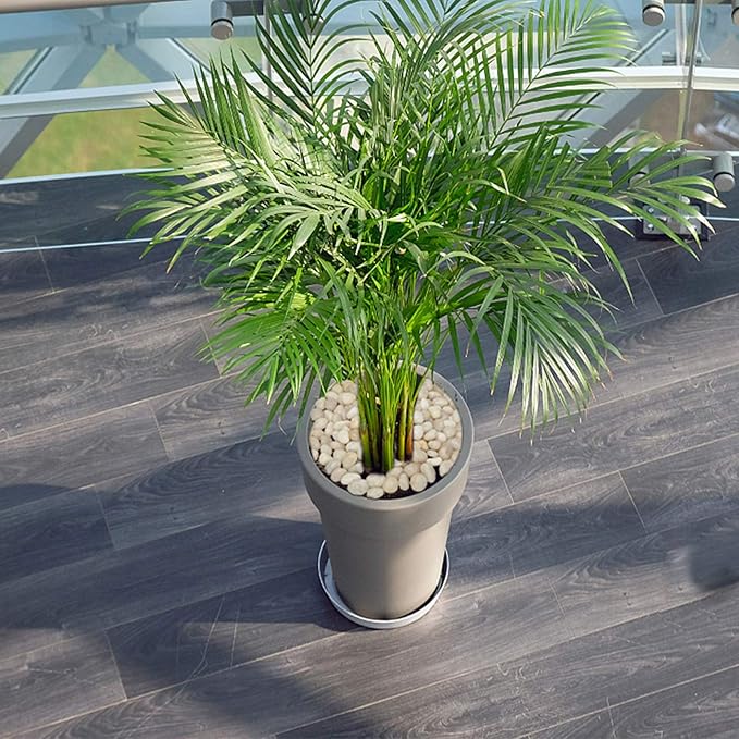 Mr. Fireglass 5lb White River Rocks, 3/8 inch Natural Decorative Polished Pebbles Aquarium Gravel Stones for Landscaping, Indoor Plants, Vase, Succulent, Fish Tank