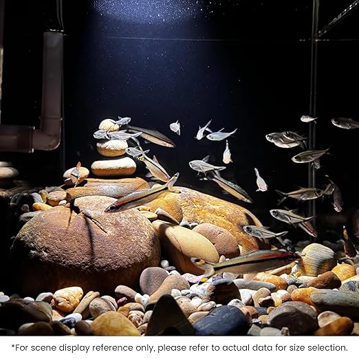 SIDONG 10 LB Mixed River Rocks, 0.4-1.2 Inches Highly Polished Pebbles for Indoor Plants, Decorative Stones for Plants, Fish Tank, Vases, Home Décor, Crafting, Garden Landscaping