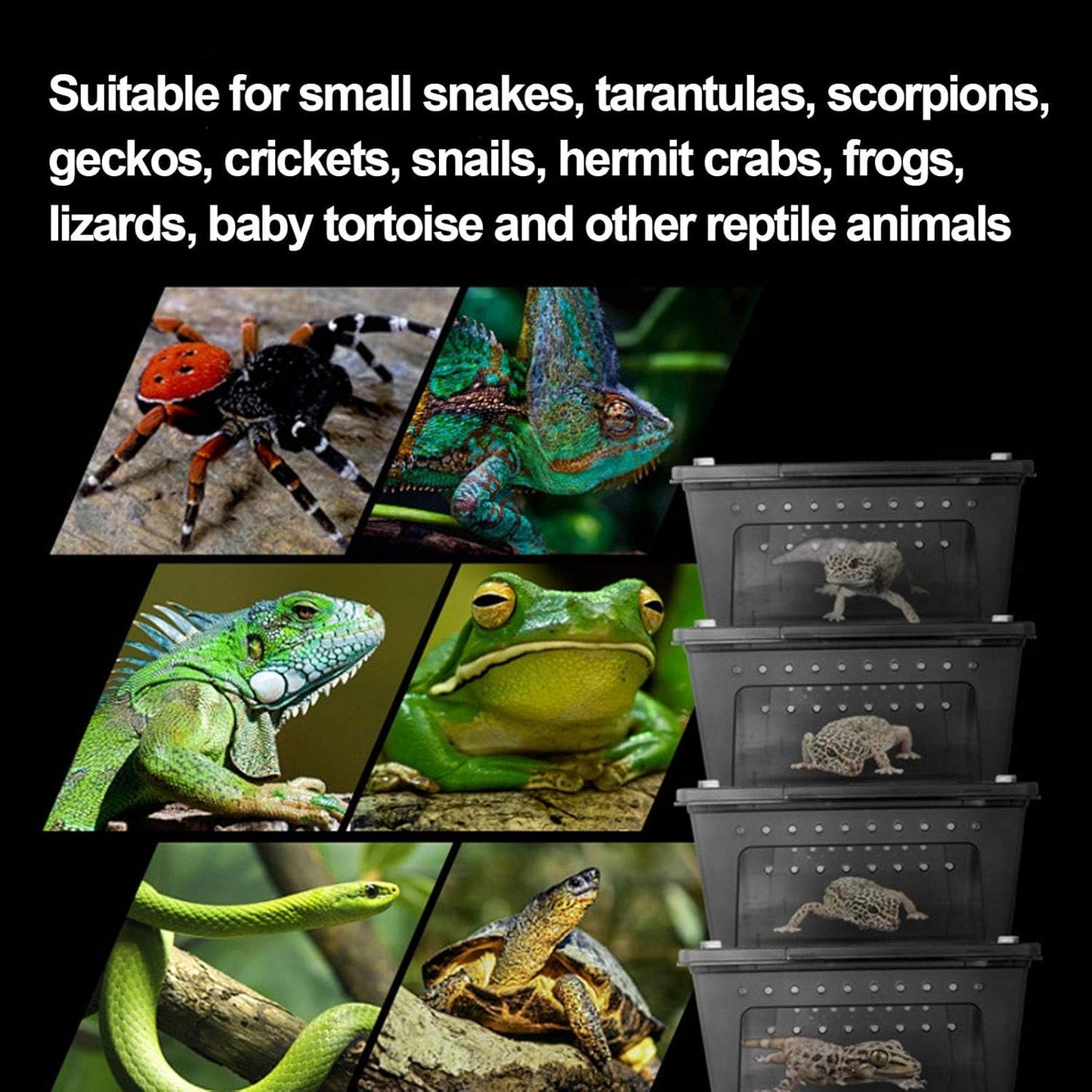 kathson Reptile Snake Feeding Box Portable Transparent Plastic Mini Pet Houses Breeding Hatching Container Lizard Tarantula Habitat for Spider Scorpion Gecko (Black)