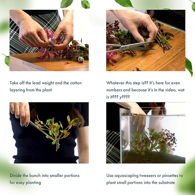 Live Plants - Alternanthera reineckii ‘Mini’ - Bright Red to Pink Foreground Stem Plant for High Light, CO₂ Aquascaping, Compact Growth Red, Pink, Purple Accent - Lead Bunch