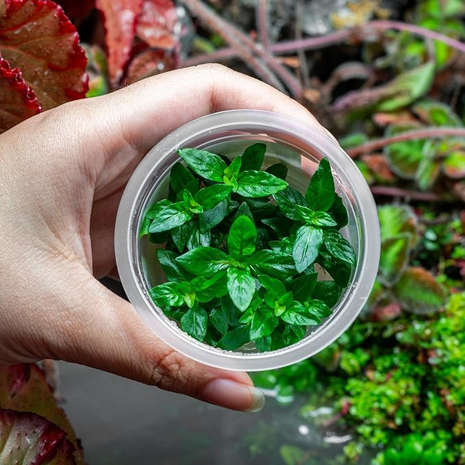 Ultum Nature Systems Staurogyne Repens Tissue Culture Live Plant for Aquarium, Aquascape, Freshwater Fish Tanks - 100% Snail Free in Vitro