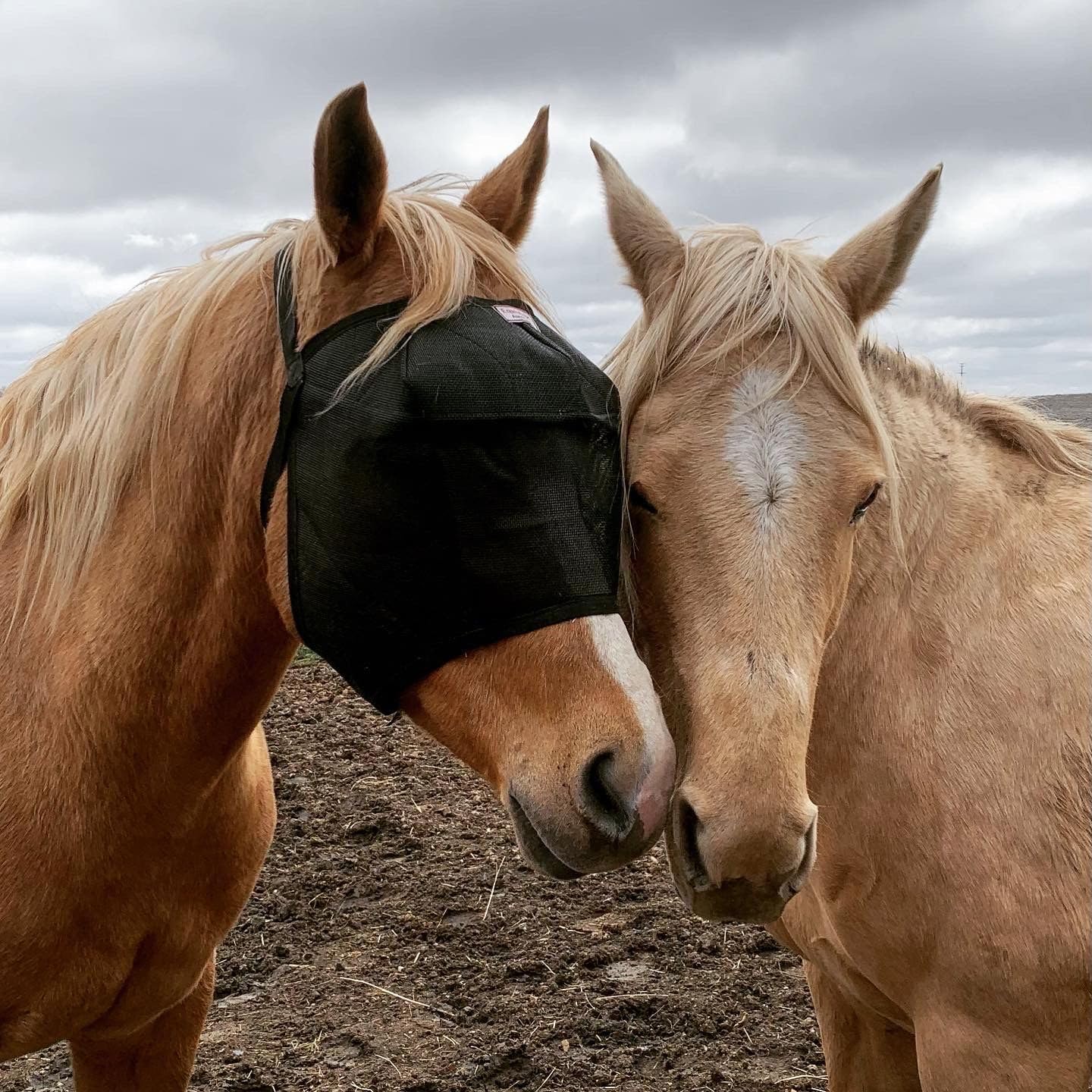 EquiVizor 95% UV Eye Protection (Mini) Standard Horse Fly Mask - Help with Uveitis, Corneal Ulcer, Light Sensitivity. Designed to Stay On Your Horse, Off The Ground.