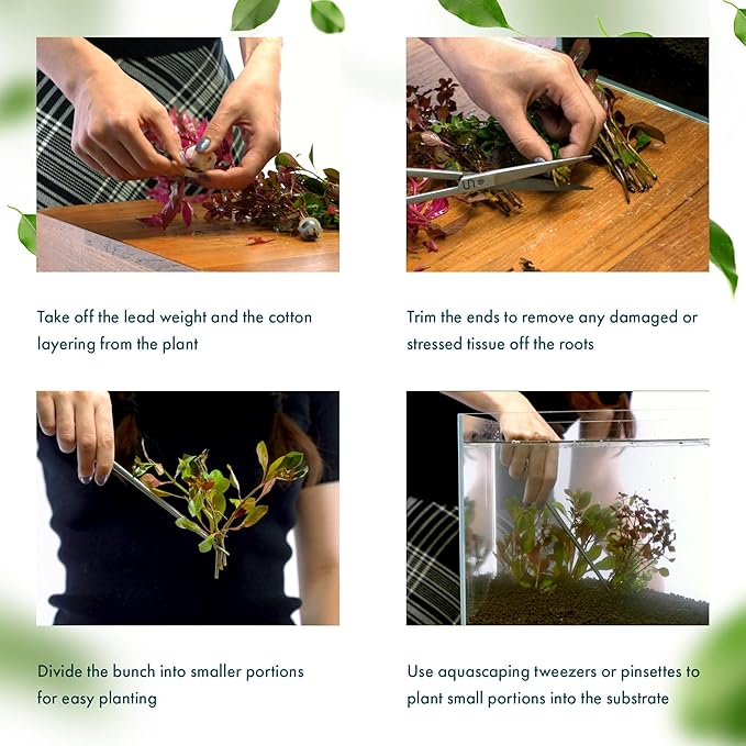 Live Plants – Anacharis (Egeria densa) – Low to Medium Light, Bright Green, Background Accent – Lead Bunch, 4 Pack