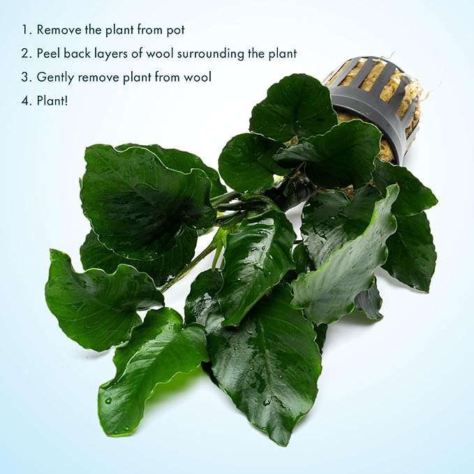 Live Jungle Plants - Anubias Emerald Bloom (Anubias barteri) - Compact Epiphytic Rhizome Plant for Midground Freshwater Aquascapes, Emerald Green Accent - Pot