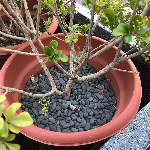 2.4LB River Rocks Mexican Beach Pebbles for Garden Landscape Stone Paving Stone Grey (1Inch)