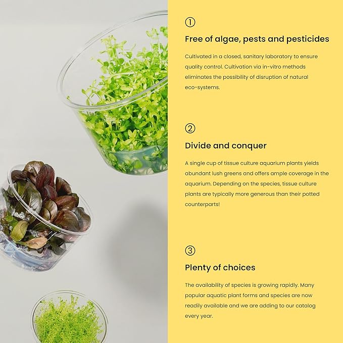 Ultum Nature Systems Staurogyne Repens Tissue Culture Live Plant for Aquarium, Aquascape, Freshwater Fish Tanks - 100% Snail Free in Vitro