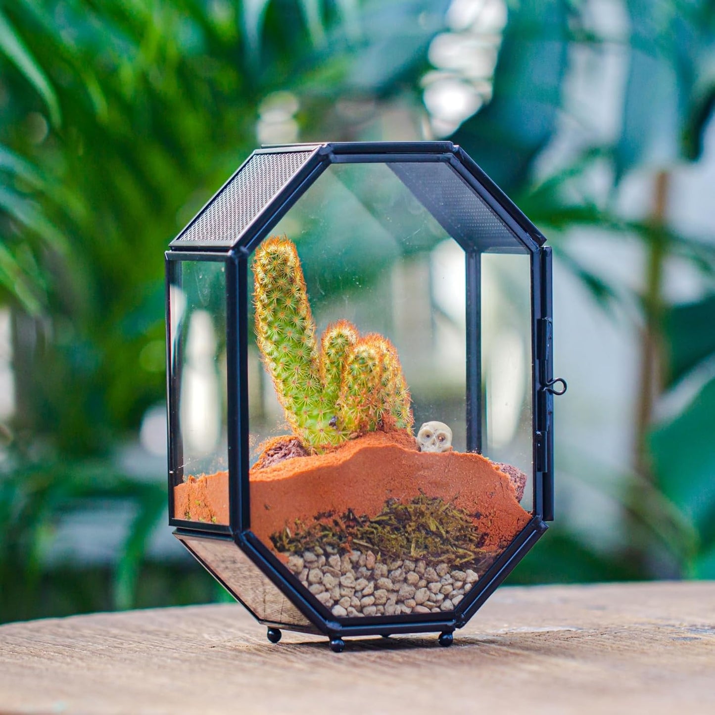 NCYP Mini Glass Terrarium with Vent and Door for Succulents Plants, Jumping Spiders, Insect - Octagon Small Closed Geometric Enclosure, Black Indoor Tabletop Decor, 5 x 2.3 x 7 Inches (Terrarium Only)