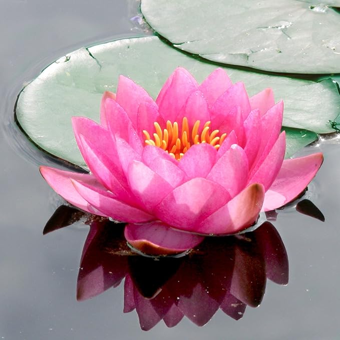Live Hardy Water Lily Tubers Rhizomes Bulb Seed Nymphaea Aquatic Pond Plants Water Gardens Pre-Grown Flower in White Pink Red Yellow Orange Blue Purple (1, Pink Hardy Pond Lily)
