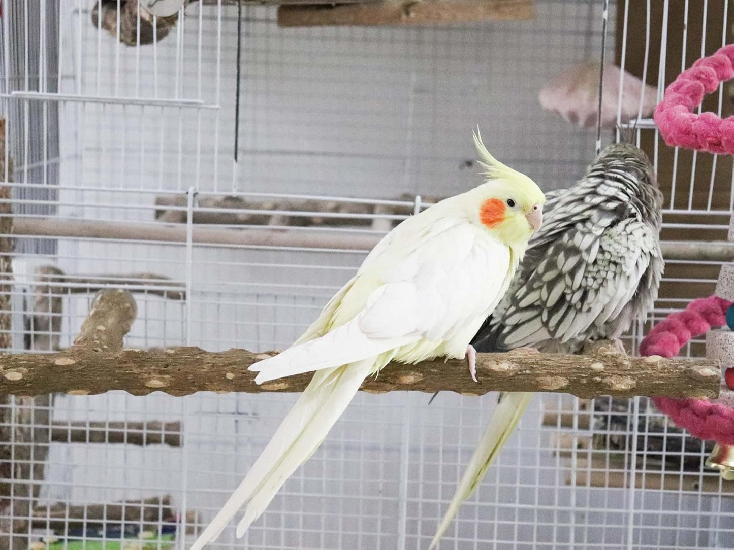 Large Natural Pepper Wood Parrot Stand Branch, Wooden Perch for Parakeet Cockatiels Conures Lovebirds Budgies, Birdcage Accessories 15.66.7 Inches