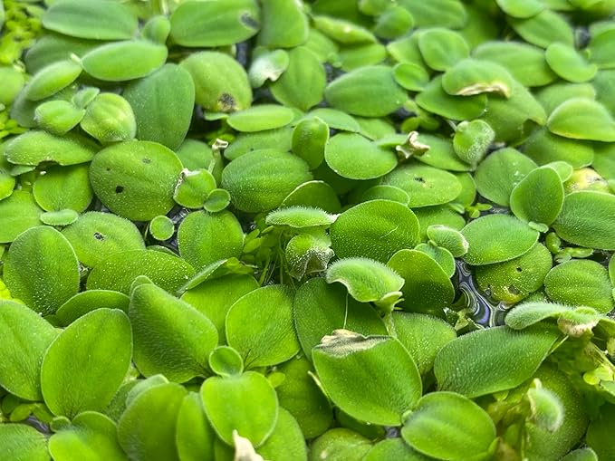 Salvinia Minima 50 + Leaves Live Floating Pond Aquarium Plant Freshwater Tanks Ponds Aquascapes Water Gardens Natural Water Filtration Purifier Easy Care Fast Growing Natural Shade Cover Betta Shrimp
